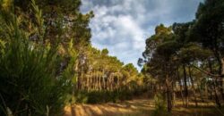 Lote en Barrio Bosques en venta. Pinamar Norte.