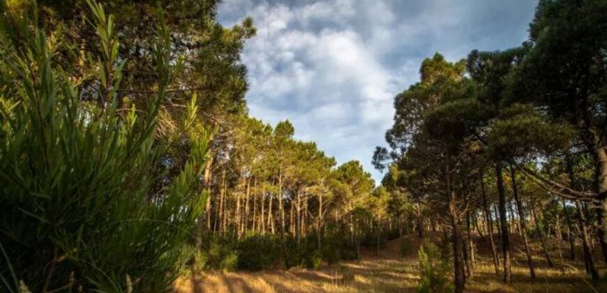 Lote en Barrio Bosques en venta. Pinamar Norte.