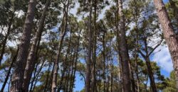 Lote en Barrio Bosques en venta. Pinamar Norte.