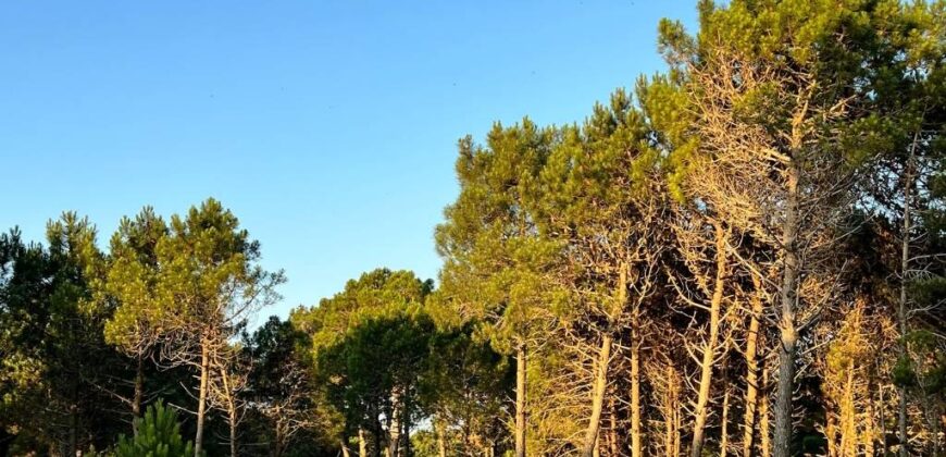 Lote en Barrio Bosques en venta. Pinamar Norte.