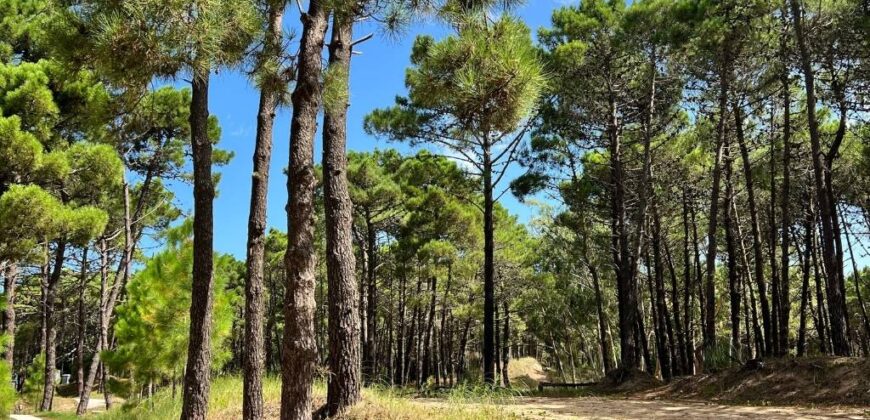 Lote en Barrio Bosques en venta. Pinamar Norte.