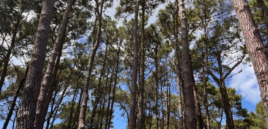 Lote en Barrio Bosques Pinamar en Venta